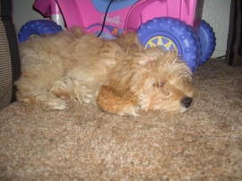 pupy